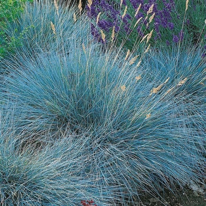 Festuca azul (Festuca glauca 'Intense Blue'). Hierba/arbusto perenne para jardín, cultivado en maceta.