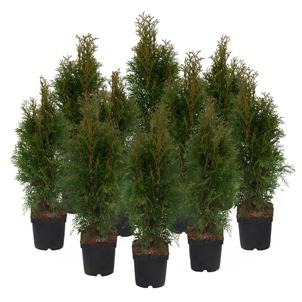 Lebensbaumhecke Easy Care, 10-delige set