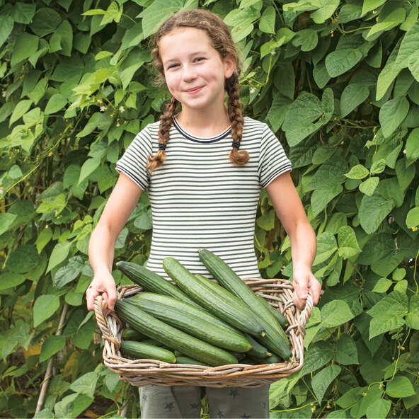 Plante de legume, set de 4