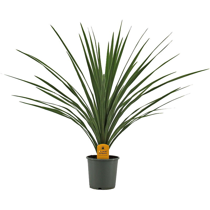 Cordyline-Palme P17, grün