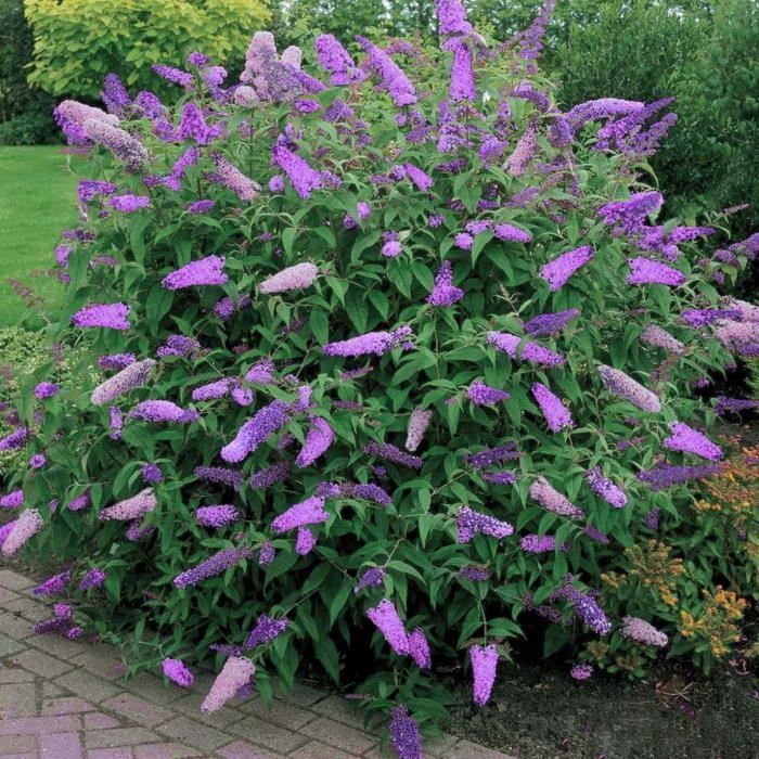 Arbusto de mariposas (Buddleia davidii) 'Black Knight', arbusto resistente, maceta de 9 cm.