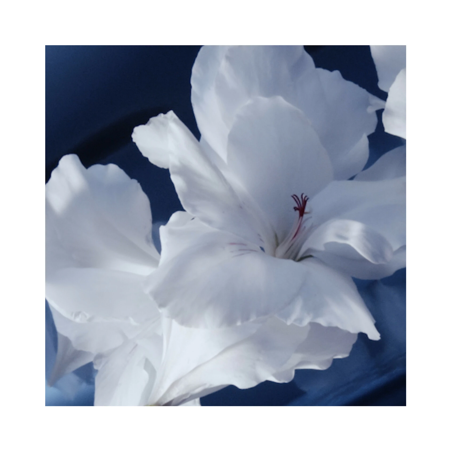 Elixir EdP 60 ml - Yves Saint Laurent