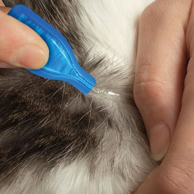beaphar FIPROtec® Kirppu- ja punkkilakka kissoille