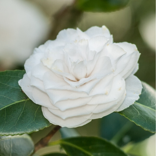 Durance Duftseife Radiant Camellia 125g