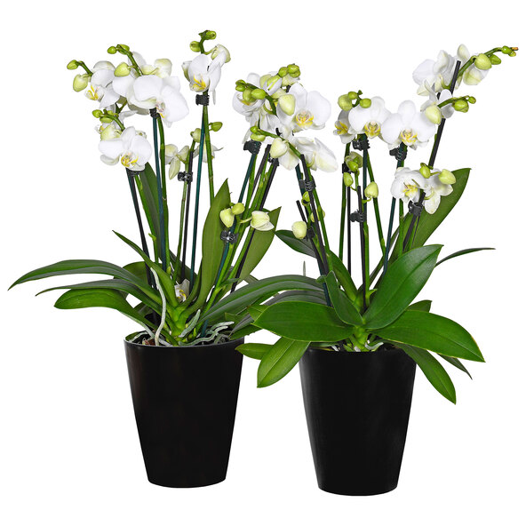 Orhidee fluture Showtime, set de 2