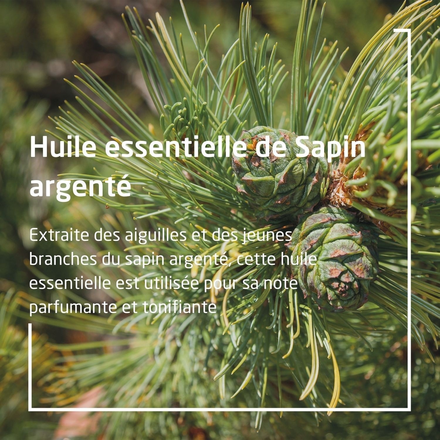 Weleda Bain revitalisant au Sapin - 200 ml