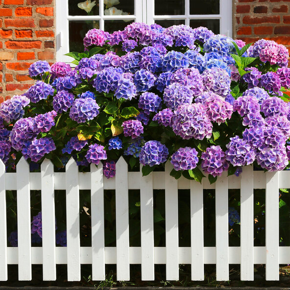 Hortensia Paarse Bang