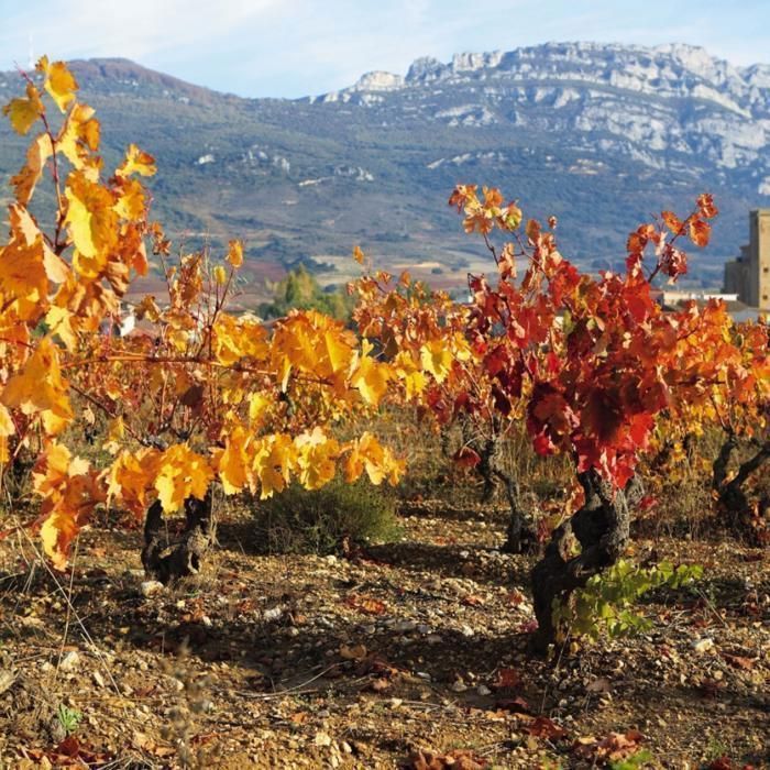 Marques del Villar Joven 2024 Vino rosso spagnolo, Les Passeurs de Vins, set regalo da 6 bottiglie