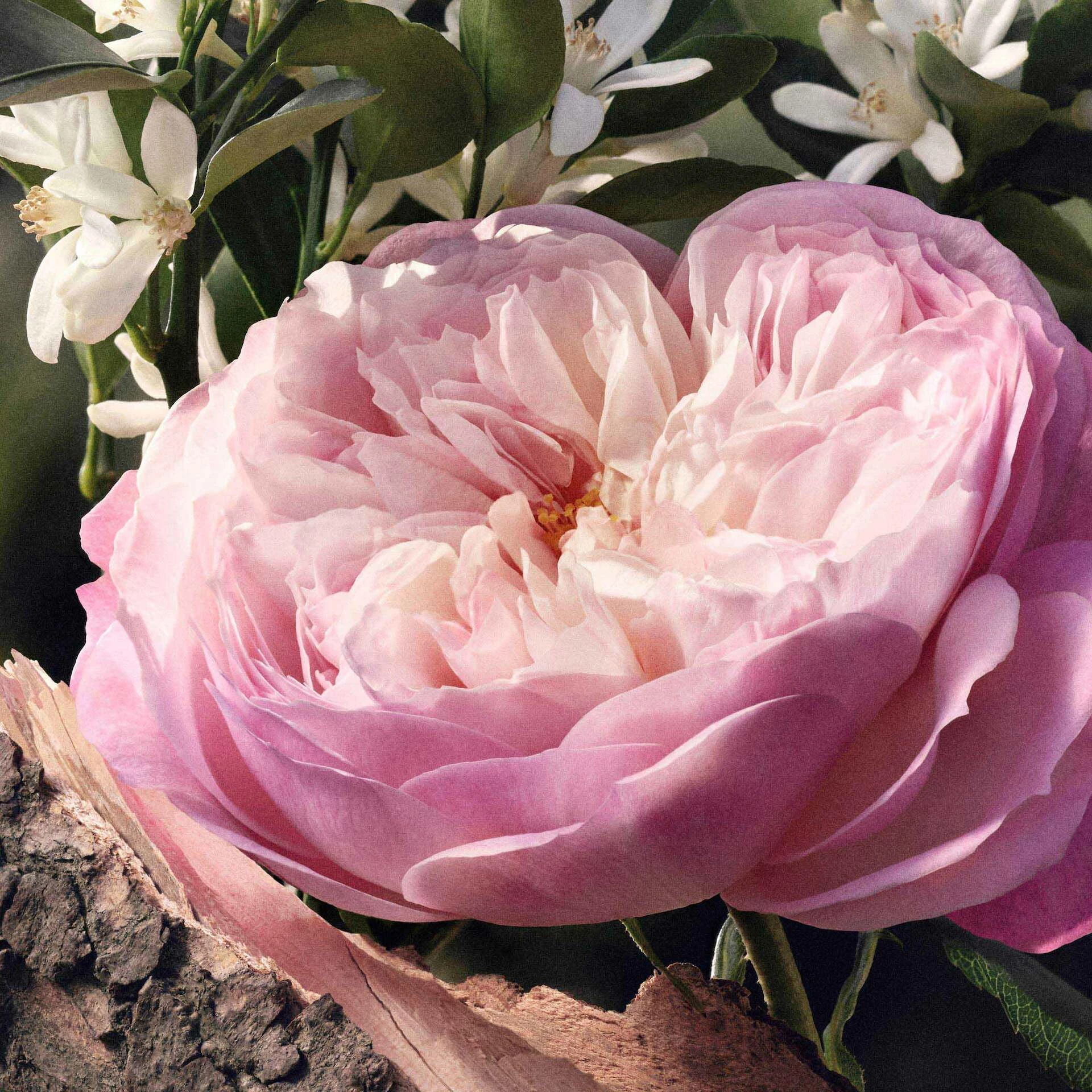 Signature Naturelle EdP 30 ml - Chloé