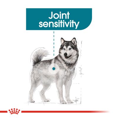 Royal Canin Maxi Niveltenhoito