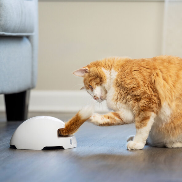 Fox Den Automatic Cat Toy