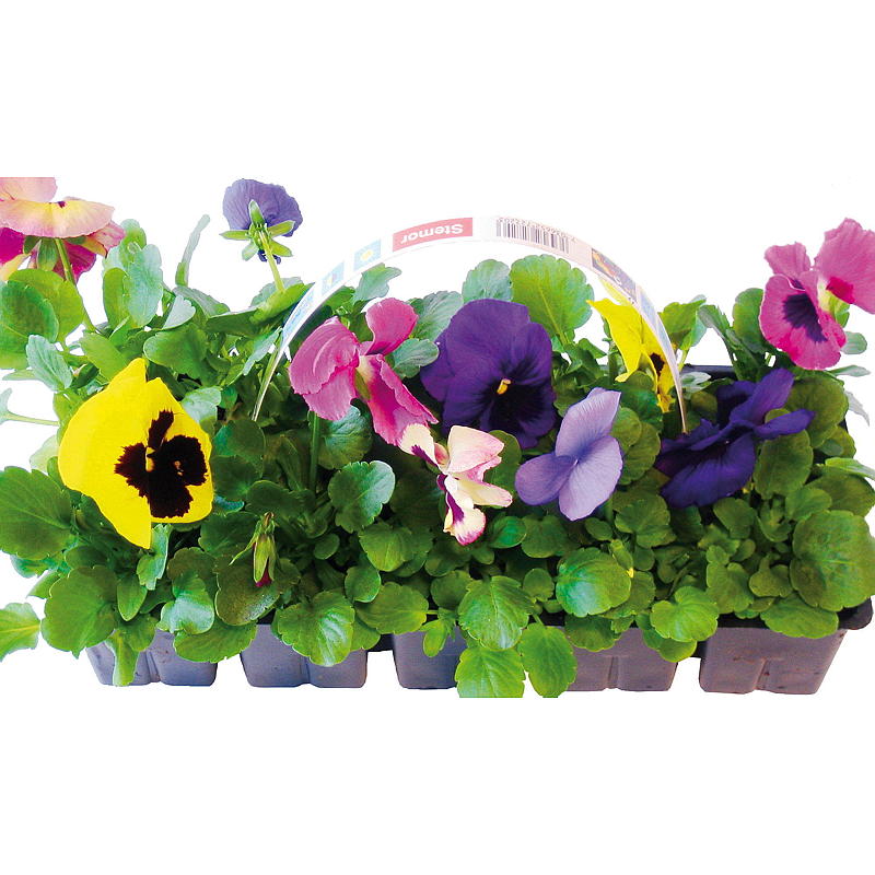 Stiefmoeder 10-pack Mix, Viola cornuta