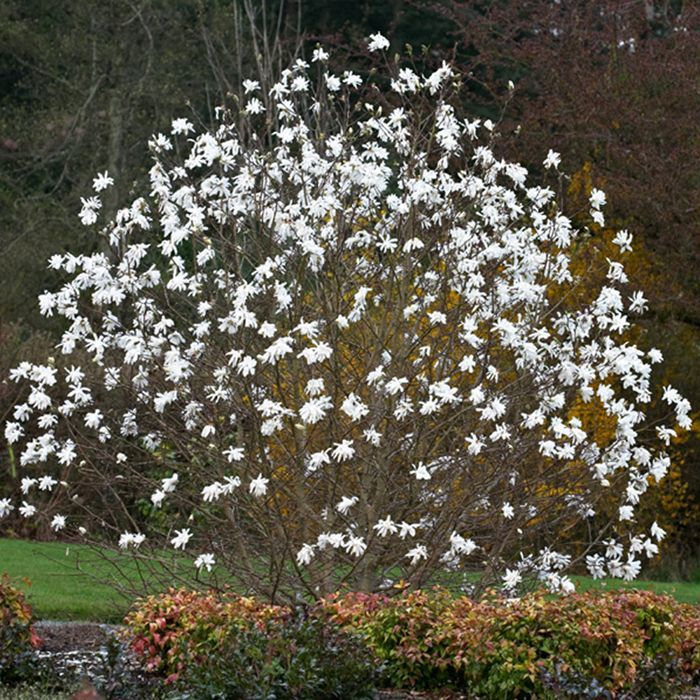 1 X MAGNOLIA STELLATA, ARBUSTO CADUCIFOLIO RESISTENTE, PLANTA DE JARDÍN EN MACETA.