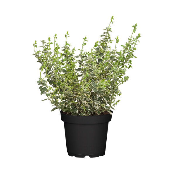 Ατρακτοειδές δέντρο Euonymus Fortunei, λευκό