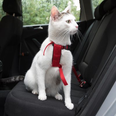 Trixie Katzen-Autogeschirr