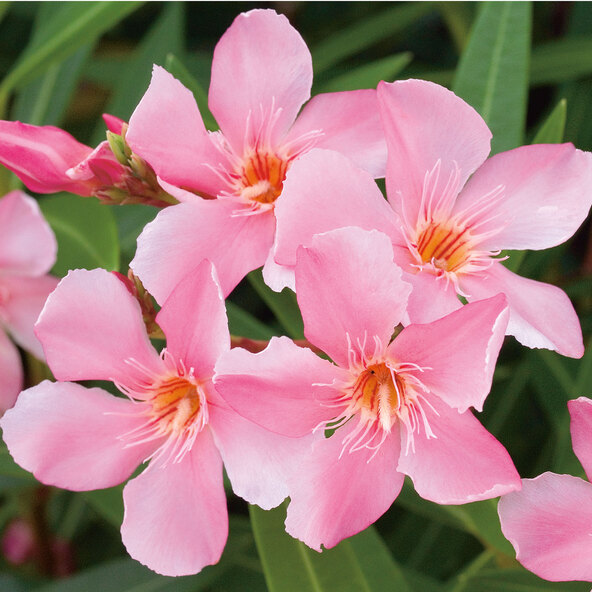 Τρίο Oleander Busch