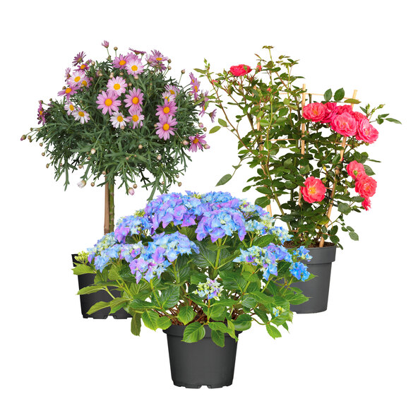 Muttertags-Special, 3 darabos készlet
