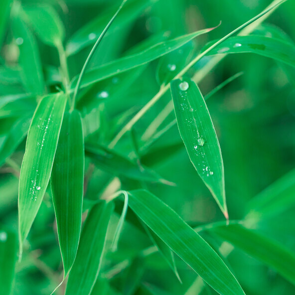Bambusz esernyő