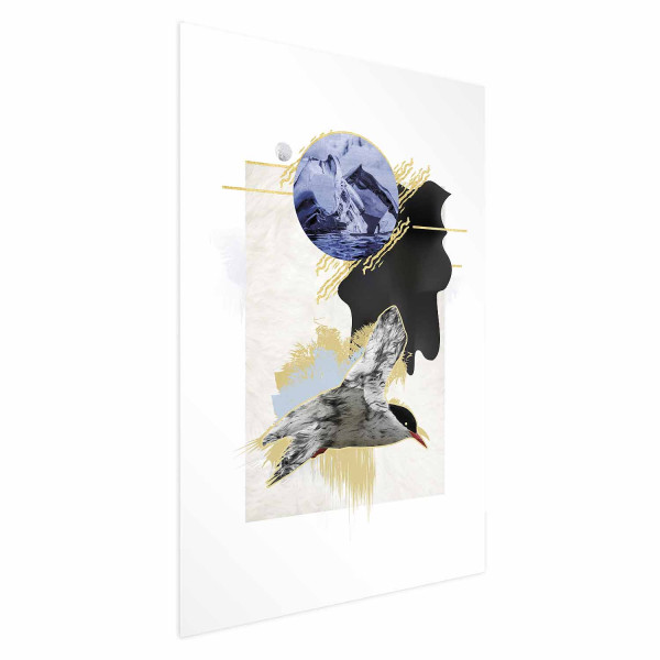 Plakat Rybitwa antarktyczna 21x30 cm