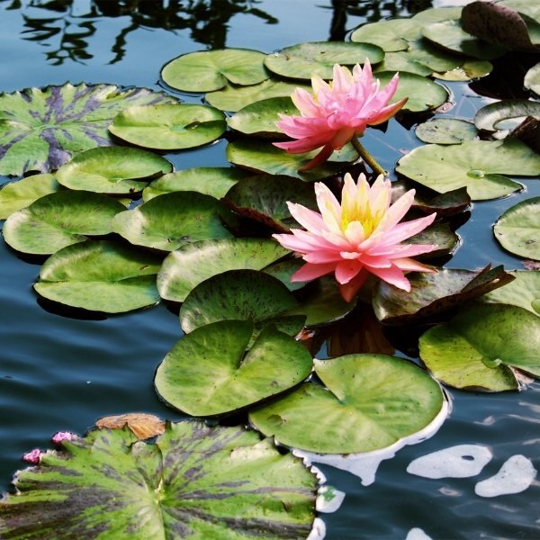 Parfémované mýdlo Durance Delicate Water Lily 125g