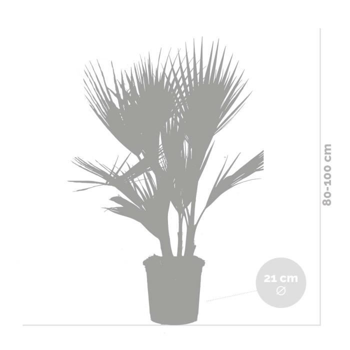 2x Washingtonia Robusta - Palmier Mexicain - Palmier Extérieur - Persistant – D21 cm - H80-100 cm