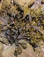 HERBOPLANET Tsa Fucus Vesiculos 50 ml
