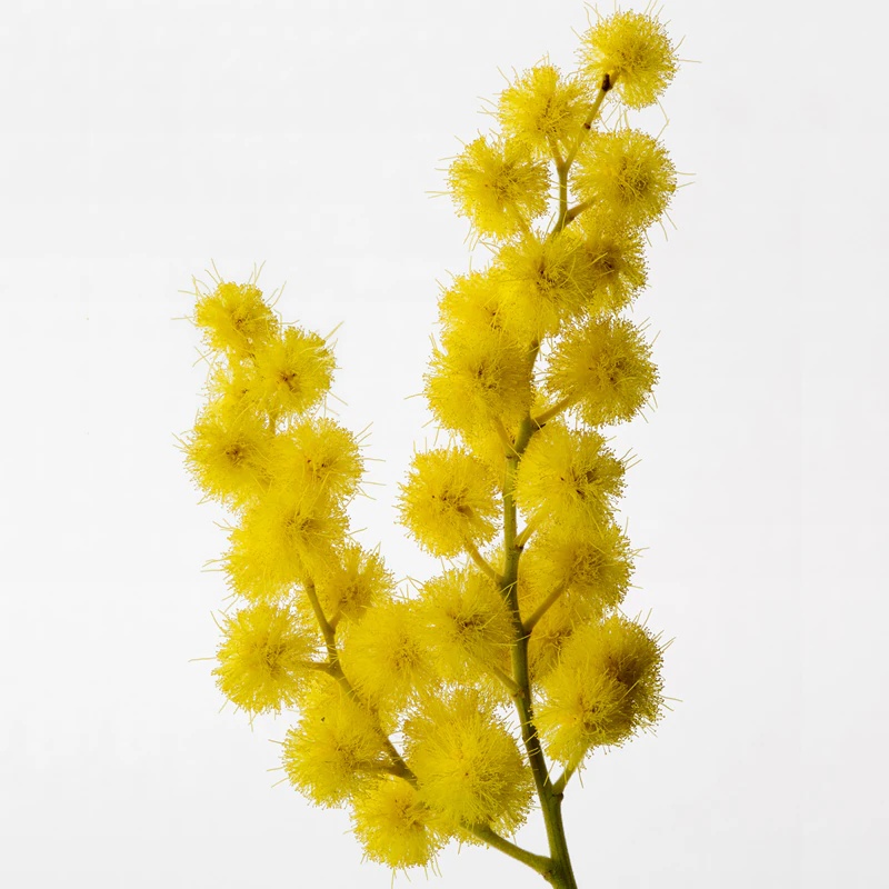 Reminiscence Sous un Mimosa de Provence tualetes ūdens intensīvs unisex
