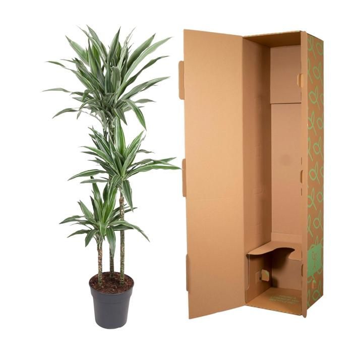 Dracaena Warneckei in a 27cm diameter pot. Green plant, Dracaena Warneckei type, delivered in a pot, ideal for bright indoors.