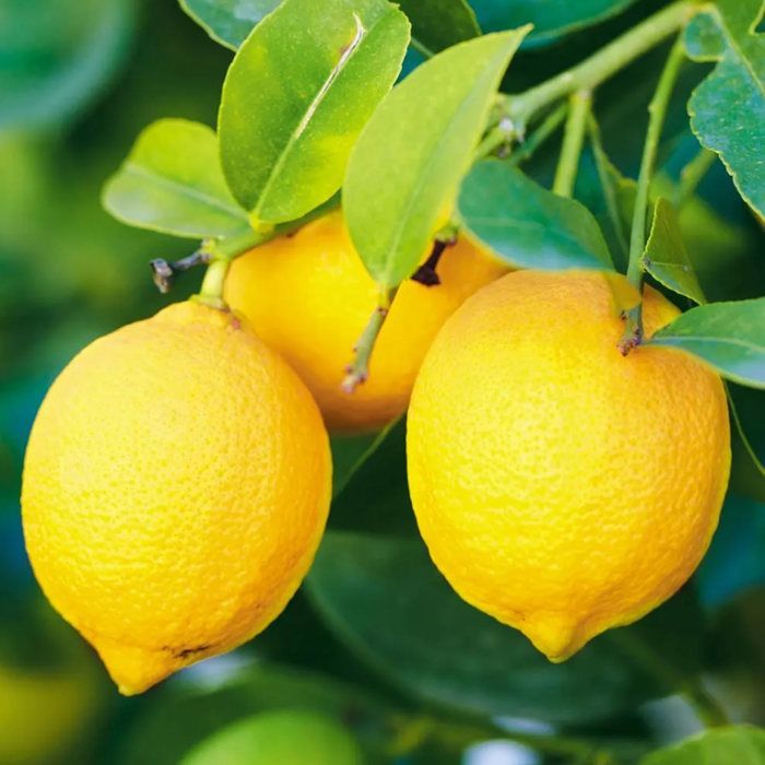 Grand arbre d'agrumes au citron Faites pousser vos propres fruits à la maison, à l'intérieur ou dans le jardin extérieur.