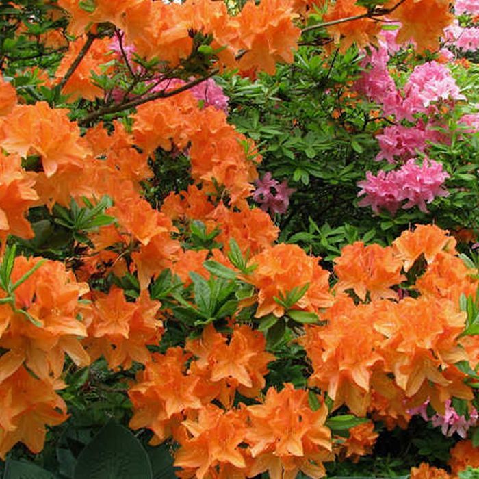 Azalée Orange GardenersDream (1 pièce) - Plante Arbuste Rhododendron Japonais - Azalee du Japon Persistante Robuste