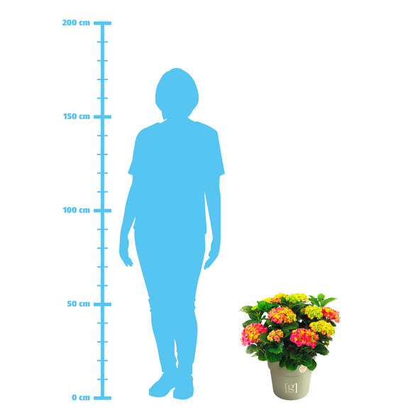 Grootbladige hortensia, extra groot, roze