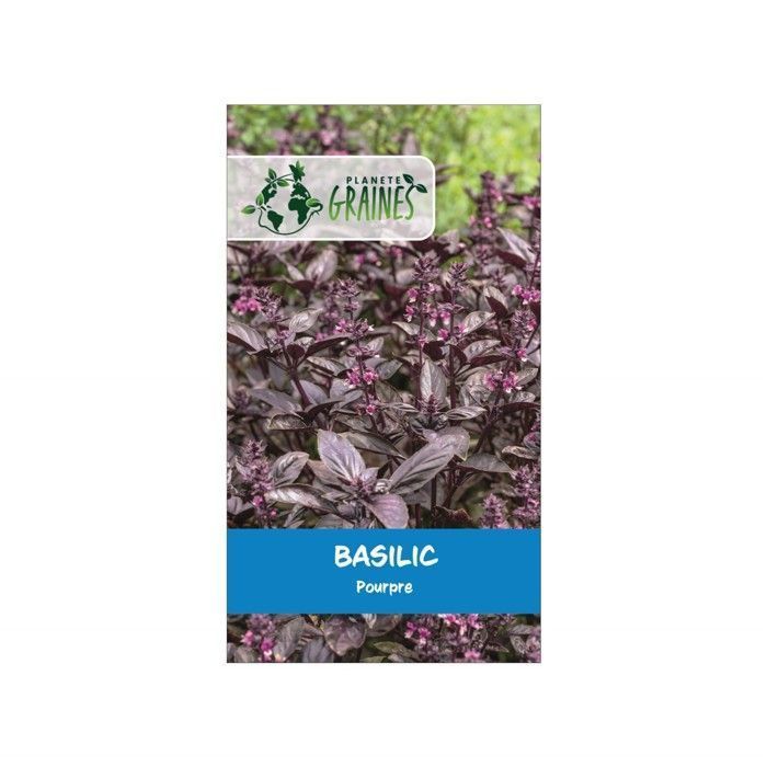 150 semillas de albahaca morada - Hierba ornamental y aromática - Semillas de hortalizas decorativas