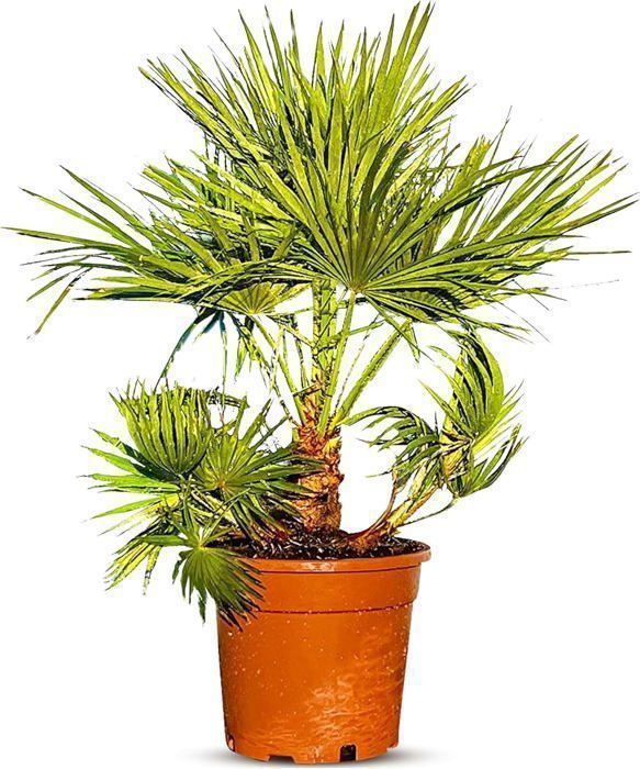 Palmera de abanico europea - Planta - Árbol de hoja perenne - Palmera - 80 cm de altura con maceta - Árbol - Arbusto