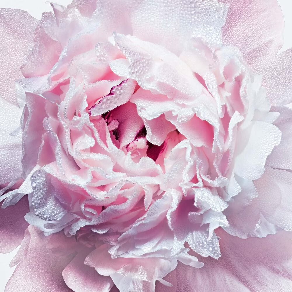 Dior Miss Dior