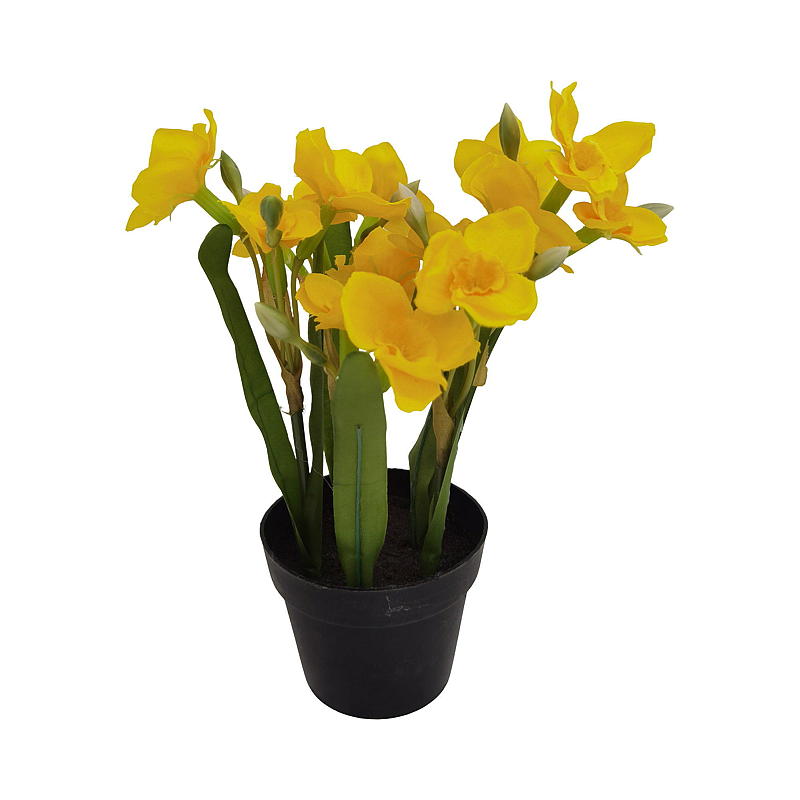 Hjem Påskelilje 24 cm
