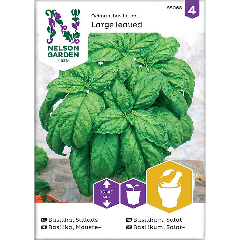 Insalata di basilico da seme del giardino Nelson