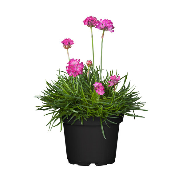 Stauden-Set Frühling, 12er-Set