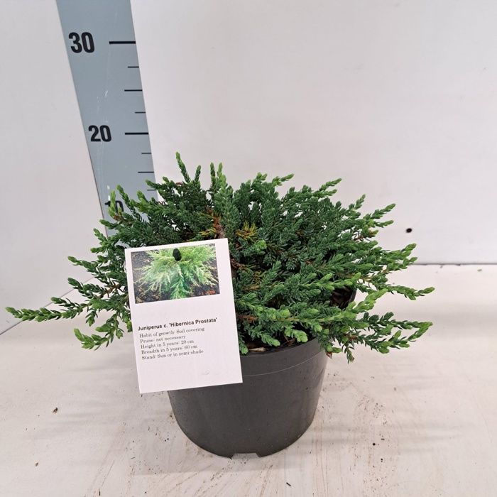 Juniperus com. 'Hibernica Prostrata' - Zimbro | Pote de 25-30 cm
