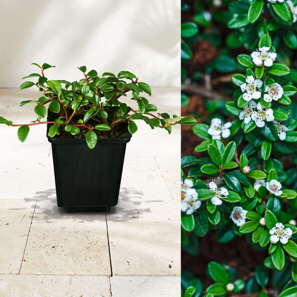 Cotoneaster, set de 9