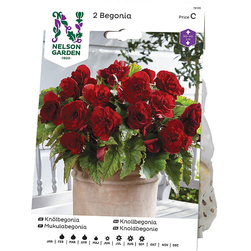 Nelson Garden Begonia Knoll-, dobbelt stor, rød