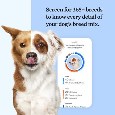 Wisdom Panel™ Breed Discovery Dog DNA Test