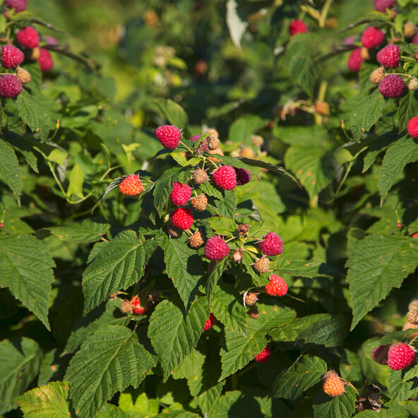 Berry Mix Berry Duet, Set van 2