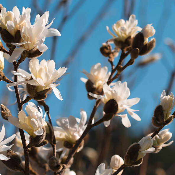 Magnolie stelară, cer înstelat