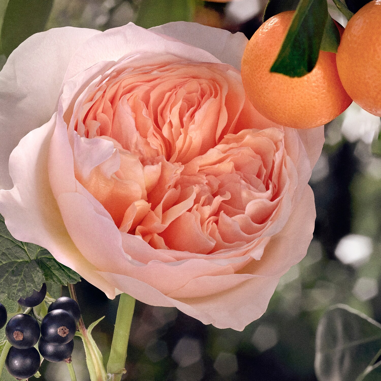Chloé Rose Tangerine - apa de toaleta