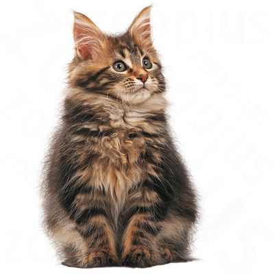 Royal Canin Maine Coon Killing