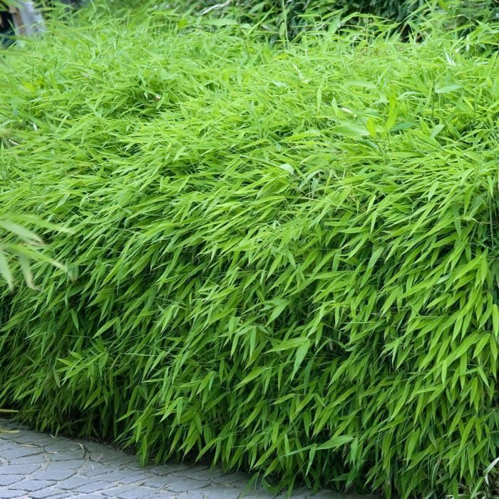 Fargesia Rufa (pot van 14 cm, 50-60 cm hoog) - Niet-invasieve en winterharde bamboe