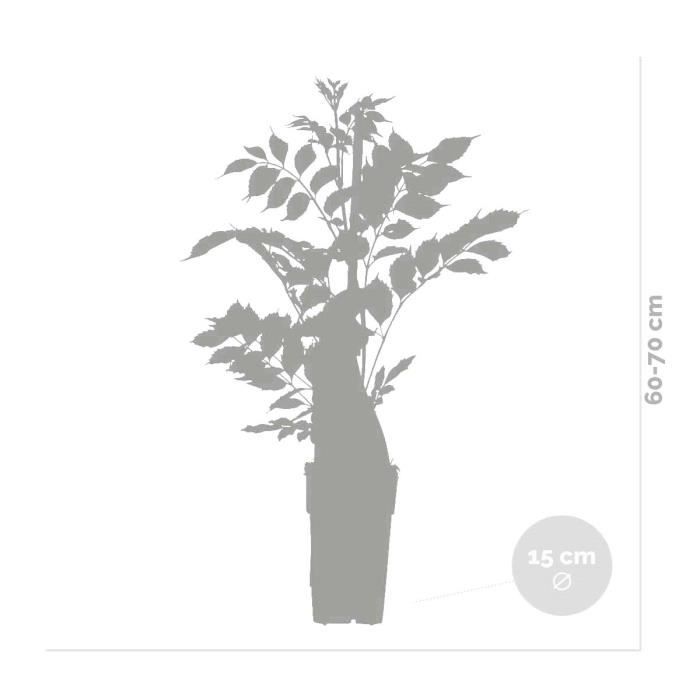 2x Campsis 'Indian Summer' – Rampicante – Tromba rampicante – Resistente – D15 cm – H55-65 cm