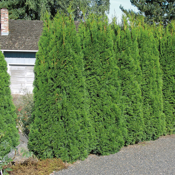 Lebensbaum-Hecke Easy Grow, 3er-set