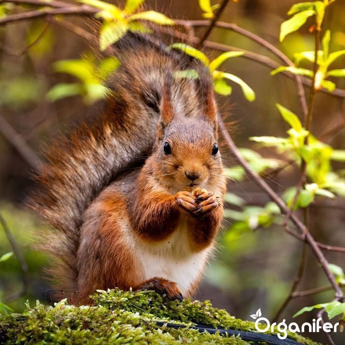Graines - Aliments pour animaux pour écureuils - Organifer - Mélange Naturel Avec Noix Entières - 20 kg