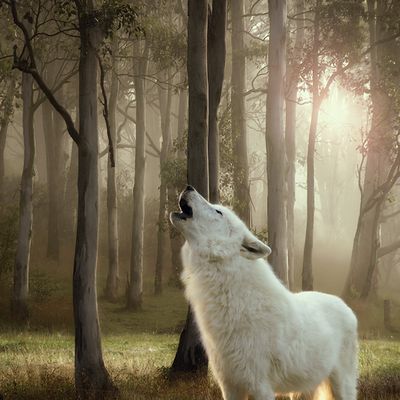 Wolf of Wilderness Classic Adult Mix Packs